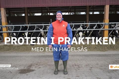 Foderrådgivaren Elin Hagelsås står framför en rad mjölkkor vid foderbordet. Text: Protein i praktiken med Elin Hagelsås. Logotyper för Kunskapsnav animalieproduktion och Växa.