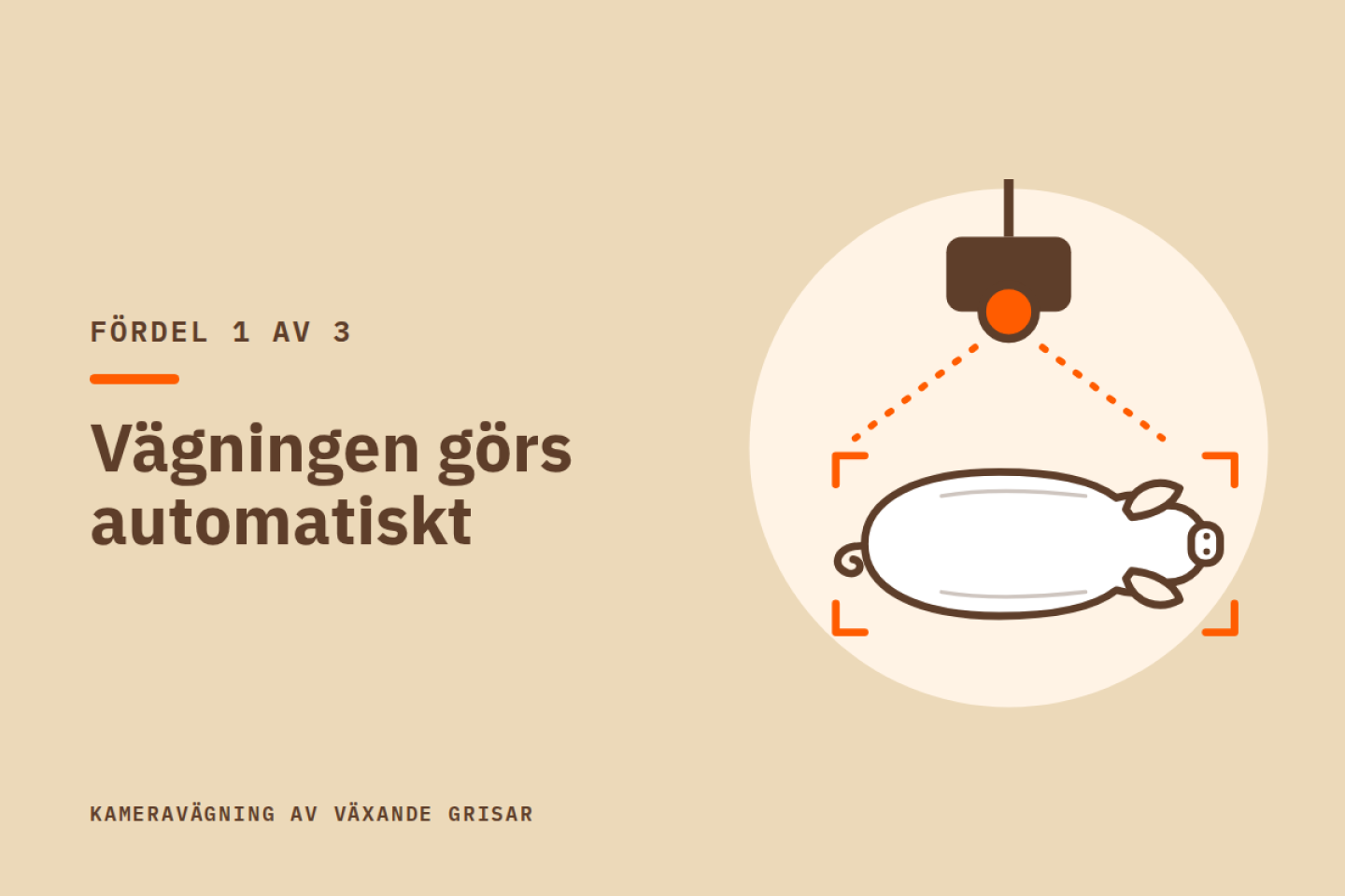 Fördel 1 av 3: Vägningen görs automatiskt. Illustration av en kamera i taket som fotograferar en gris ovanifrån.