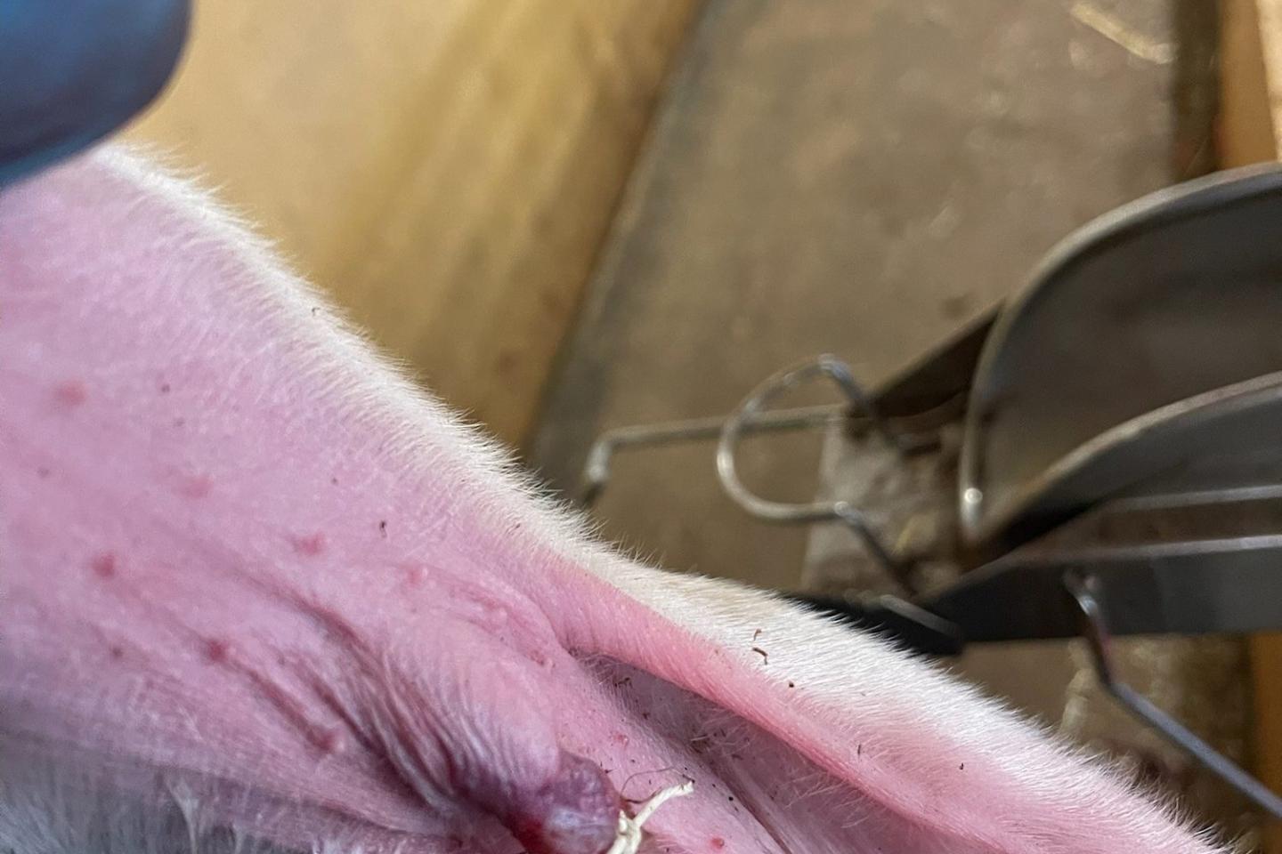 Om navelsträngen är fuktig eller blöder, knyt den med en ren garntråd några centimeter från buken.