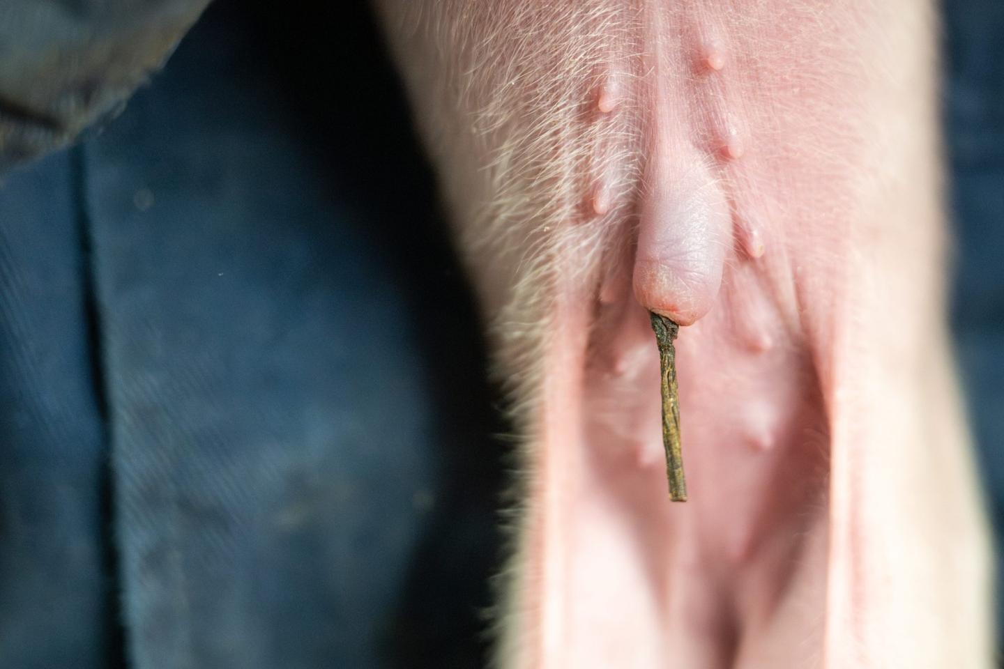 Korrekt längd 2–5 cm lång.