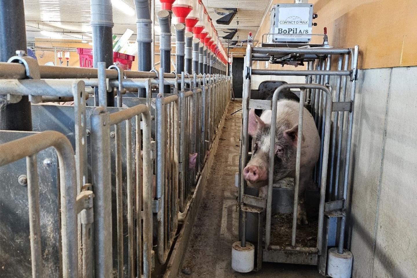 Galten måste vara närmre suggorna och i direktkontakt för optimal stimulans
