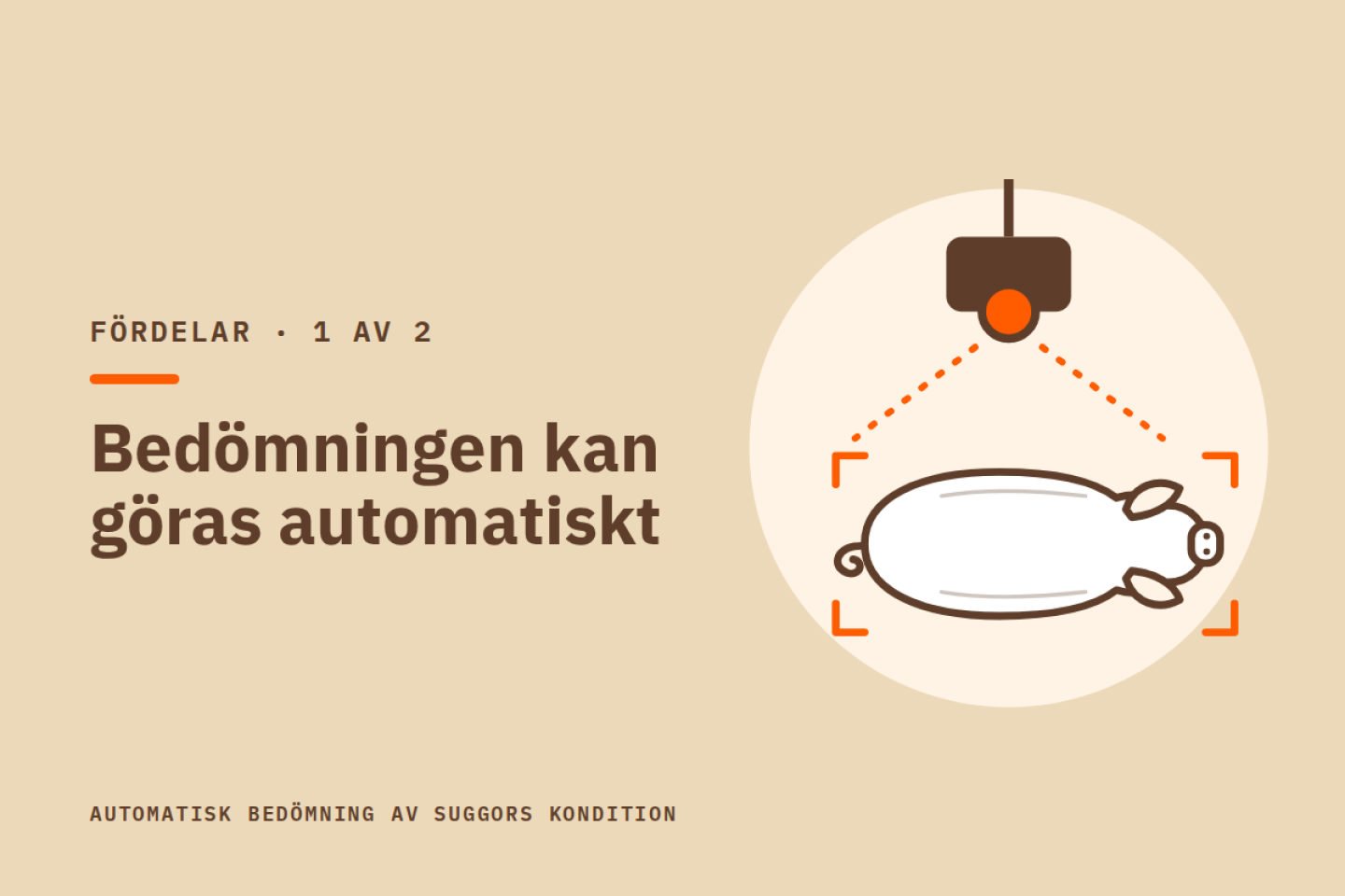 Bedömningen kan göras automatiskt. Illustration av en kamera i taket som fotograferar en sugga ovanifrån