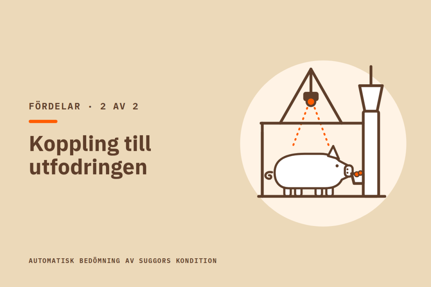 Koppling till utfodringen. Illustration av en sugga som äter i en foderstation, med en kamera i en ställning ovanför som läser av hennes rygg.